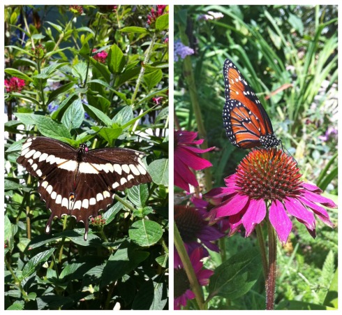 Butterflies Alive! at the Santa Barbara Museum of Natural History